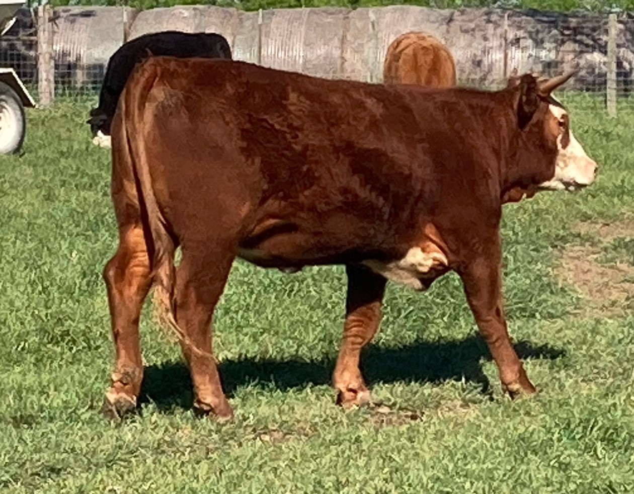 Grass-fed slaughter calf, Hereford-cross